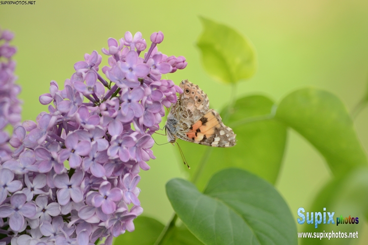 Butterfly on lilac